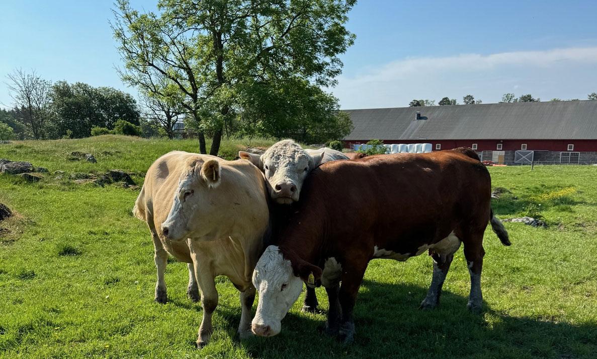 three cows in field 